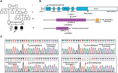 A Novel LINS1 Truncating Mutation in Autosomal Recessive Nonsyndromic Intellectual Disability